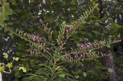 Fotografia da espécie Trematolobelia kauaiensis