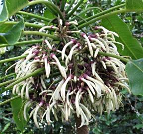 Fotografia da espécie Cyanea angustifolia