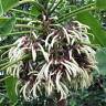 Fotografia 1 da espécie Cyanea angustifolia do Jardim Botânico UTAD