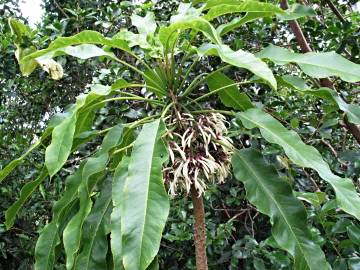 Fotografia da espécie Cyanea angustifolia