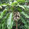 Fotografia 2 da espécie Cyanea angustifolia do Jardim Botânico UTAD