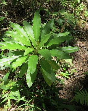 Fotografia 3 da espécie Cyanea angustifolia no Jardim Botânico UTAD