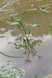 Fotografia da espécie Damasonium alisma