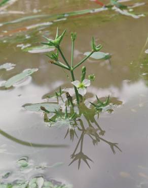 Fotografia 4 da espécie Damasonium alisma no Jardim Botânico UTAD