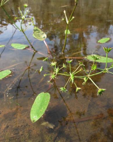 Fotografia de capa Damasonium minus - do Jardim Botânico