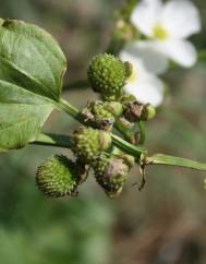 Echinodorus cordifolius