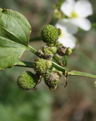 Fotografia de capa Echinodorus cordifolius - do Jardim Botânico