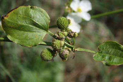 Fotografia da espécie Echinodorus cordifolius