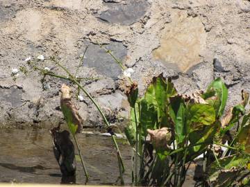 Fotografia da espécie Echinodorus cordifolius