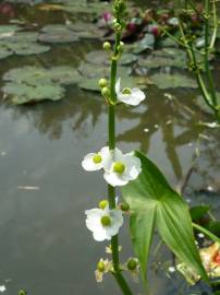 Fotografia da espécie Echinodorus cordifolius