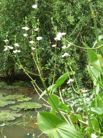 Fotografia da espécie Echinodorus cordifolius