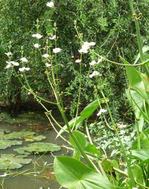 Fotografia 5 da espécie Echinodorus cordifolius no Jardim Botânico UTAD