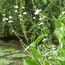 Fotografia 5 da espécie Echinodorus cordifolius do Jardim Botânico UTAD