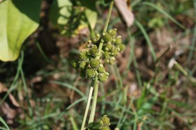 Fotografia da espécie Echinodorus cordifolius