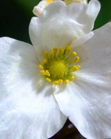 Fotografia de capa Echinodorus grandiflorus - do Jardim Botânico