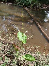 Fotografia da espécie Echinodorus macrophyllus