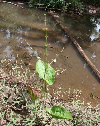 Fotografia de capa Echinodorus macrophyllus - do Jardim Botânico