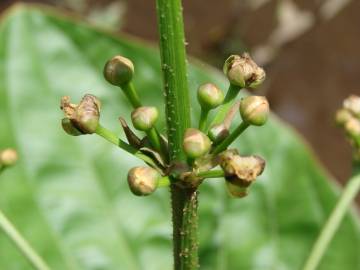 Fotografia da espécie Echinodorus macrophyllus