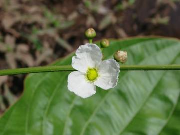 Fotografia da espécie Echinodorus macrophyllus