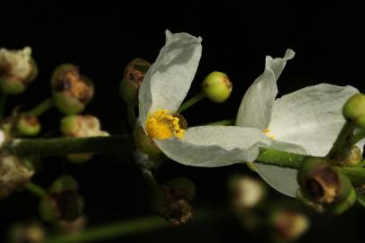 Fotografia da espécie Echinodorus macrophyllus