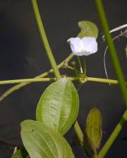 Fotografia da espécie Echinodorus palaefolius