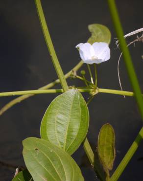 Fotografia 1 da espécie Echinodorus palaefolius no Jardim Botânico UTAD