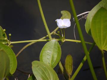 Fotografia da espécie Echinodorus palaefolius