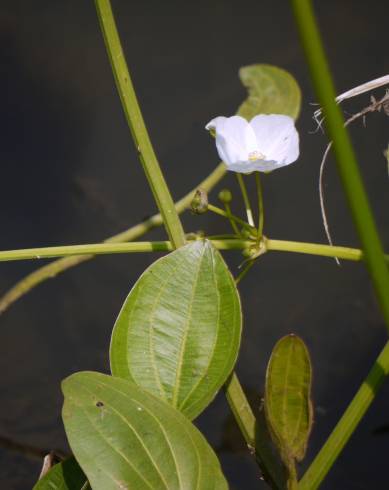 Fotografia de capa Echinodorus palaefolius - do Jardim Botânico