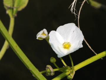 Fotografia da espécie Echinodorus palaefolius