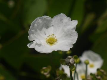 Fotografia da espécie Echinodorus palaefolius