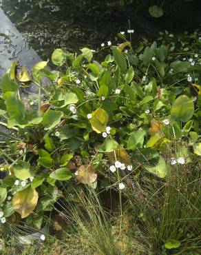 Fotografia 9 da espécie Echinodorus palaefolius no Jardim Botânico UTAD