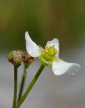 Fotografia 1 da espécie Helanthium tenellum no Jardim Botânico UTAD