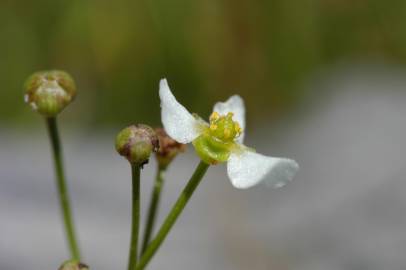 Fotografia da espécie Helanthium tenellum