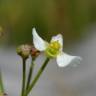 Fotografia 1 da espécie Helanthium tenellum do Jardim Botânico UTAD