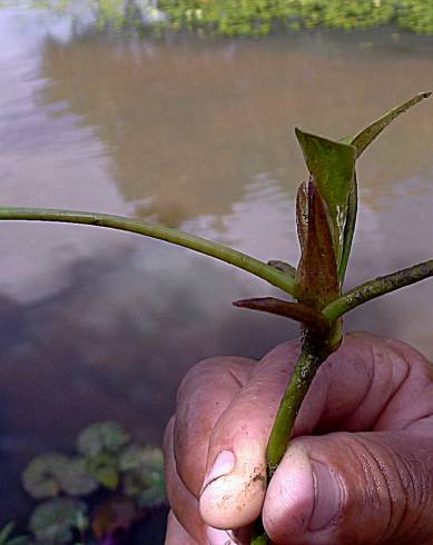 Fotografia de capa Hydrocleys nymphoides - do Jardim Botânico