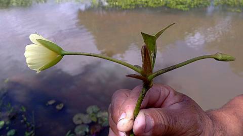 Fotografia da espécie Hydrocleys nymphoides