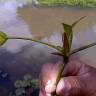 Fotografia 1 da espécie Hydrocleys nymphoides do Jardim Botânico UTAD