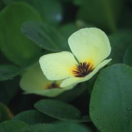 Fotografia da espécie Hydrocleys nymphoides