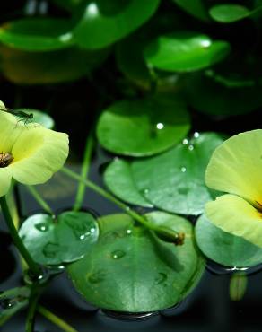 Fotografia 3 da espécie Hydrocleys nymphoides no Jardim Botânico UTAD