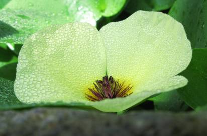 Fotografia da espécie Hydrocleys nymphoides