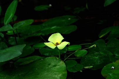 Fotografia da espécie Hydrocleys nymphoides