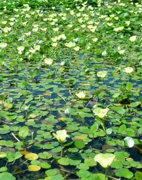 Fotografia 7 da espécie Hydrocleys nymphoides no Jardim Botânico UTAD