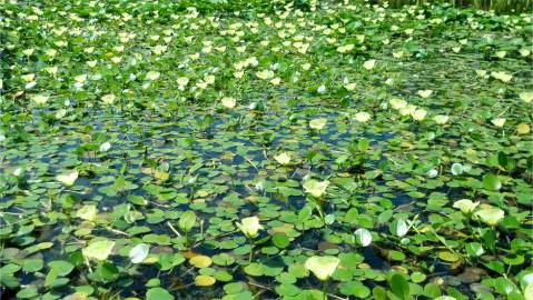 Fotografia da espécie Hydrocleys nymphoides