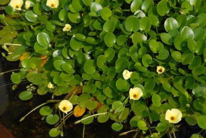 Fotografia da espécie Hydrocleys nymphoides