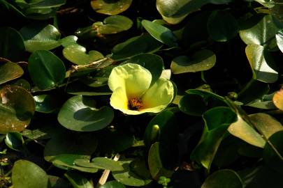 Fotografia da espécie Hydrocleys nymphoides