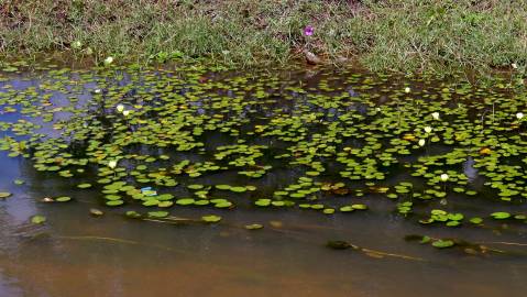 Fotografia da espécie Hydrocleys nymphoides