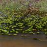 Fotografia 10 da espécie Hydrocleys nymphoides do Jardim Botânico UTAD