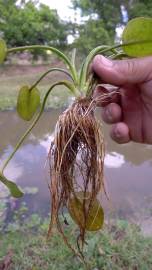 Fotografia da espécie Hydrocleys nymphoides