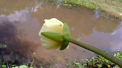 Fotografia da espécie Hydrocleys nymphoides