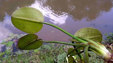 Fotografia da espécie Hydrocleys nymphoides